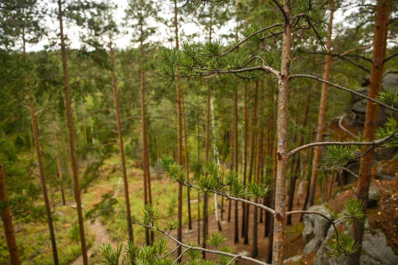 Швейцарские ученые предлагают высадить миллиард гектаров леса, чтобы остановить глобальное потепление