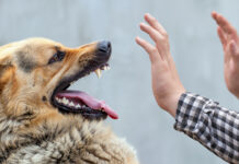 Опасная болезнь — бешенство