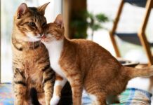 Как работают противоглистные препараты для кошек