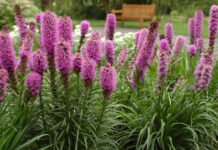 Лиатрис: особенности выращивания разных сортов