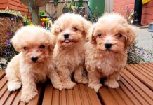 Щенки Мальтипу: особенности характера и воспитания