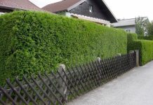 Зеленый забор: живая изгородь на участке