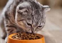 Как влияет кошачий корм на кошек?