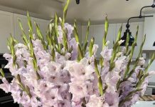 Что означает букет из гладиолусов