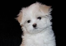 Щенок мальтезе мини: что за собака?