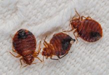 Борьба с клопами: эффективные методы уничтожения