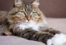 Сибирская порода кошек: уникальная красота и характер