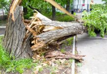 Экспертиза упавшего дерева: как и для чего проводится
