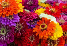 Цветы, которые будут радовать вас все лето: топ-10 неприхотливых растений для дачи