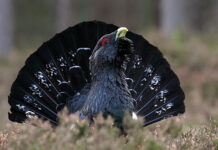 Глухарь и тетерев: короли лесных просторов