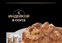 Как выбрать идеальный корм для котят: практическое руководство для заботливых хозяев