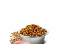 КОРМИМ С УМОМ: ПУТЕВОДИТЕЛЬ ПО ЛЕЧЕБНЫМ КОРМАМ ДЛЯ СОБАК